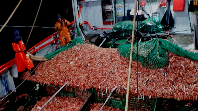 Con el cierre del 41°, llegó a su fin la temporada de langostino en aguas nacionales