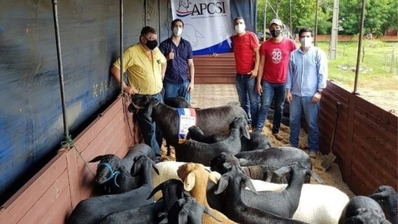 Se concretó la segunda importación de ovinos de raza Santa Inés en Entre Ríos