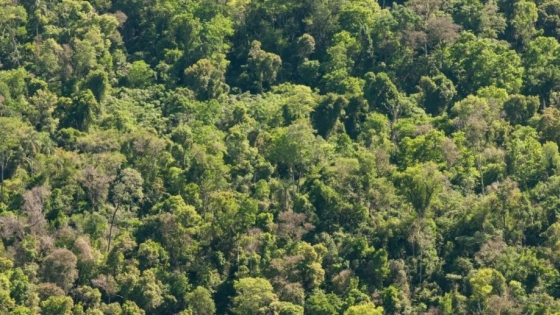 Cuánto carbono pueden almacenar los bosques nativos