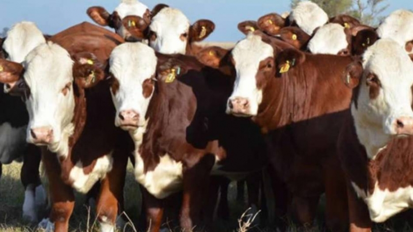 Saponinas: más energía ganadera 