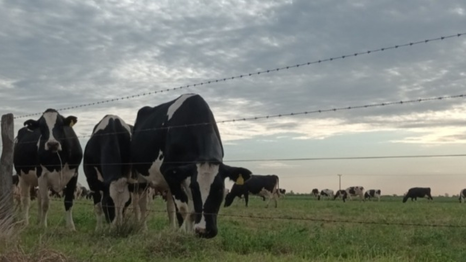 Más litros, menos productores: el nuevo mapa de la lechería argentina