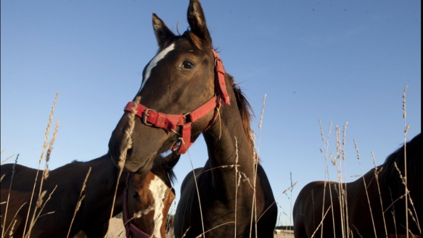 Importación de equinos: Continúan los controles específicos para rinoneumonitis