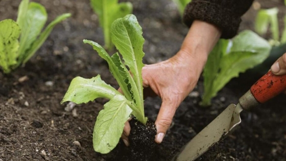 Día del Horticultor: un homenaje a quienes labran la tierra que se celebra cada 17 de mayo