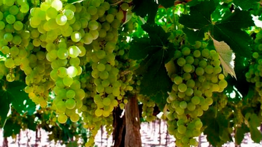 Torrontés: una uva que ya es patrimonio cultural de la Argentina