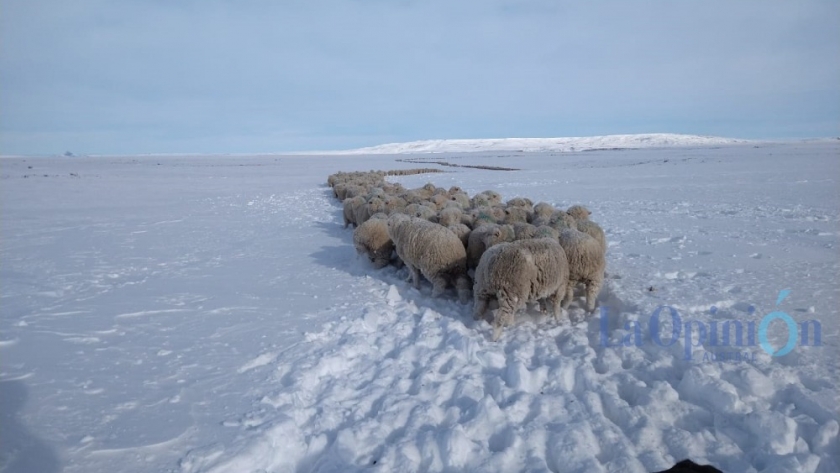 Cómo proteger el bienestar animal en invierno