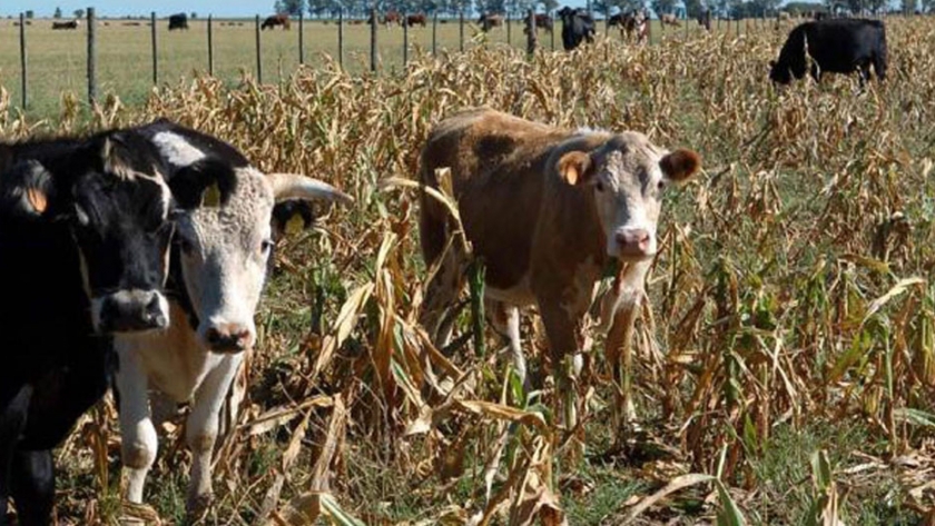 El Gobierno declaró la Emergencia Agropecuaria en Rivadavia y parte de San Martín