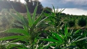 Una empresa de bioinsumos desembarcó en Santa Fe y mira con atención el mercado local del cannabis medicinal