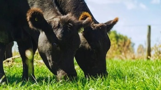 Pasturas inteligentes: una app revoluciona el manejo ganadero y mejora la eficiencia en el campo