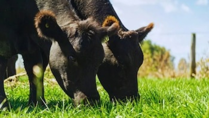 Pasturas inteligentes: una app revoluciona el manejo ganadero y mejora la eficiencia en el campo