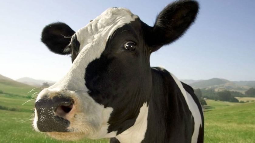 ¿Son las algas canadienses el secreto para domesticar vacas eructantes y hacer frente al cambio climático?