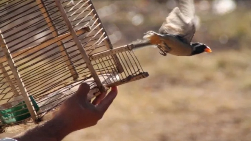 Rescate, rehabilitación y liberación de aves provenientes del tráfico ilegal
