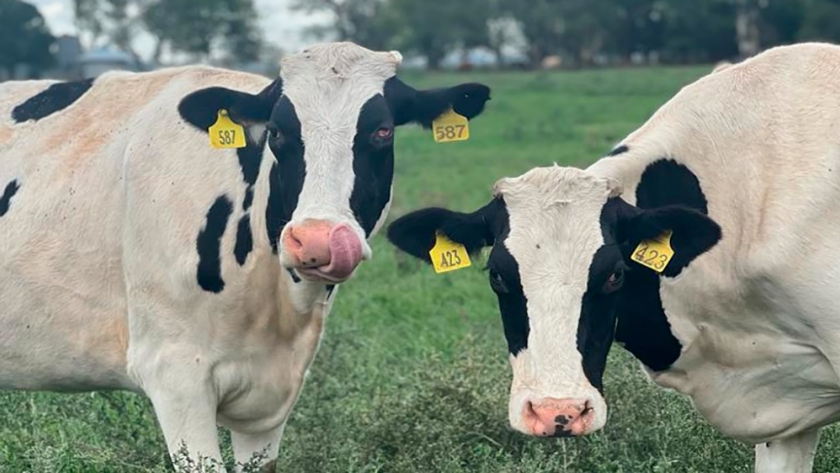 El estrés por calor en preparto incrementa respuestas inflamatorias en sangre en el posparto en vacas lecheras