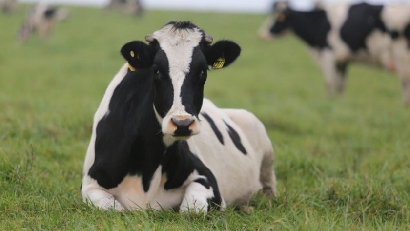 Anaplasmosis bovina, la enfermedad que generó muertes de vacunos en Colonia y preocupa al INIA