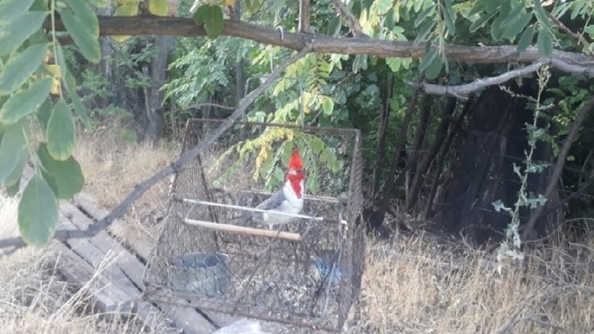 Secuestro de aves que fueron capturadas en Ingeniero Huergo