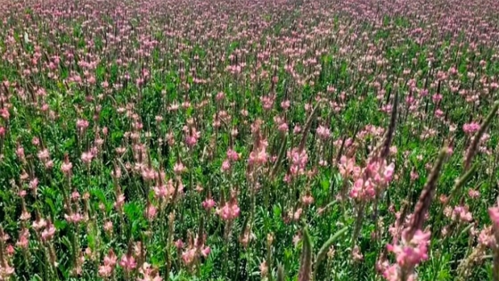 Sainfoin, una leguminosa que se comporta muy bien en escenarios desafiantes