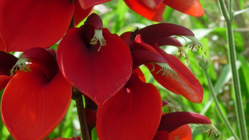Comenzó la recolección de semillas para el Vivero de Plantas Nativas