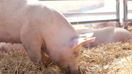 Producción porcina oficializan a los beneficiarios que cobrarán hasta 8 millones de pesos
