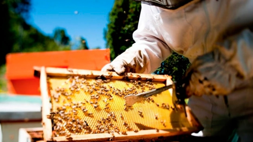 Apicultura colectiva 