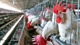 Se reiniciará las exportaciones de carne aviar a la Unión Europea