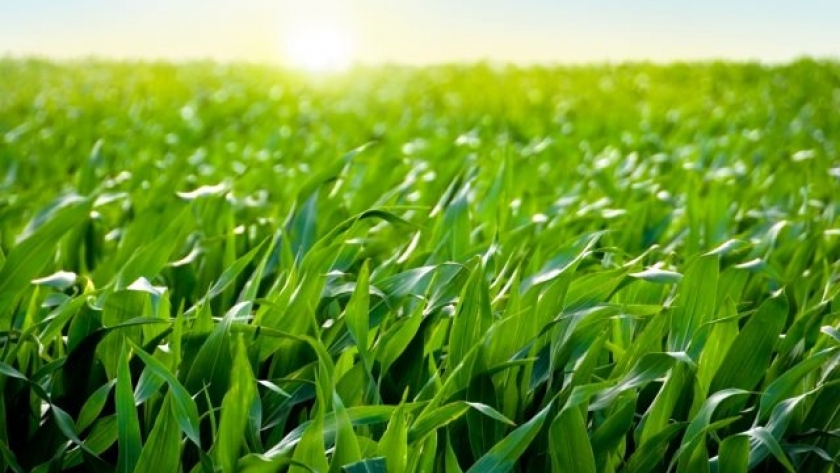 El nitrógeno foliar potencia la nutrición del maíz