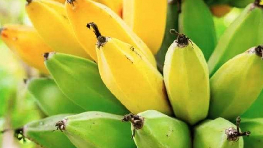 Holanda logró su primera cosecha de banano sin usar tierra