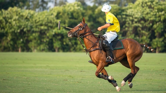 Llega al mercado una nueva línea de nutrición equina enfocada en caballos de alto rendimiento