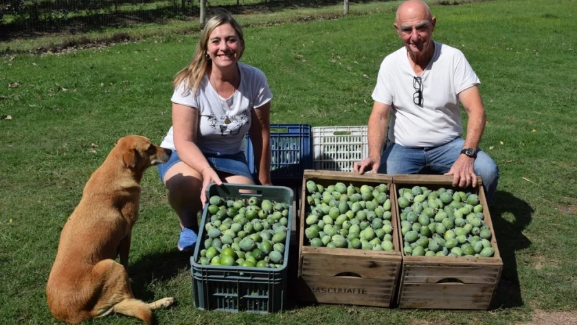 De tradición familiar a innovación: el auge de la guayaba