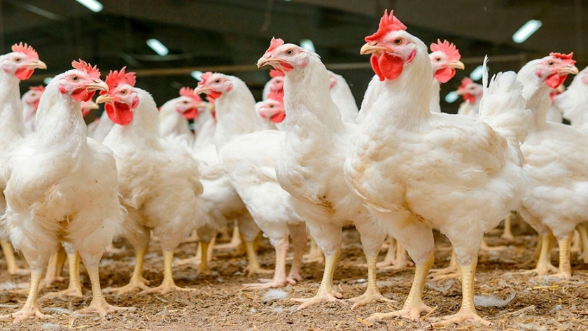Pollos: la producción es suficiente para abastecer la demanda interna