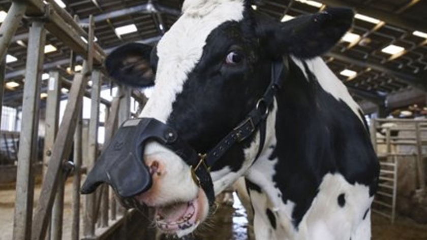 Así funcionan las máscaras para bovinos que podrían reducir las emisiones dañinas