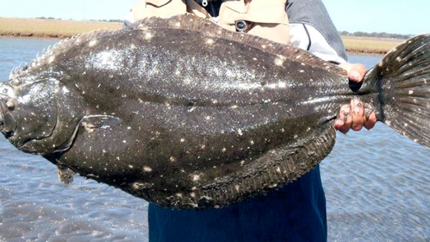 Pesca de Lenguado (Catachyridium jenynsi)