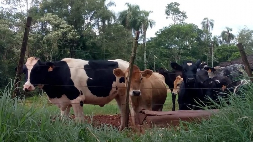 Misiones: Muestreo para diagnóstico de enfermedades en bovinos de la agricultura familiar