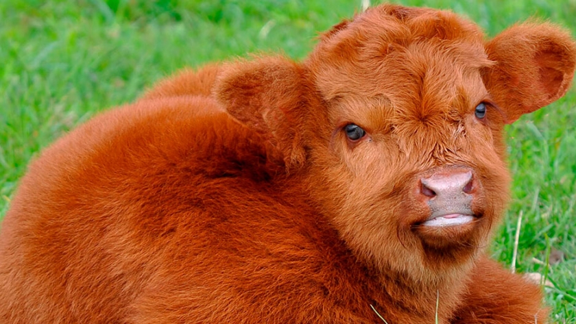 Cruzaron varias razas y lograron ?vacas de peluche? del tamaño de una mascota