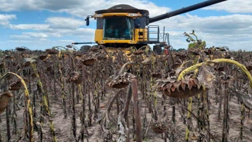 Finalizó la mejor cosecha de girasol en 5 años