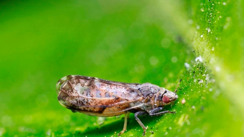 Una avispa asiática podría frenar el HLB, la enfermedad mas destructiva de los cítricos
