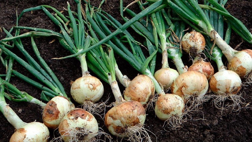 Cómo lograr las cebollas más grandes y de mejor calidad en tu huerta