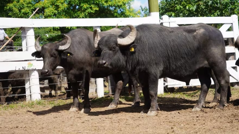 El búfalo es una actividad en auge con gran potencial para el norte argentino