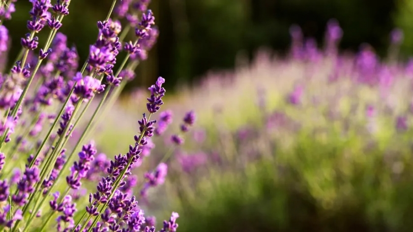 Cómo el aceite de lavanda tendrá un valor diferencial en Patagonia norte