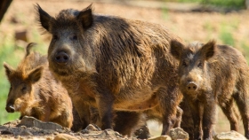 Jabalí invasor: entre el desafío ambiental y la oportunidad de convertirlo en alimento