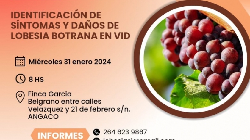 Desde Producción capacitarán sobre lobesia botrana en la vid