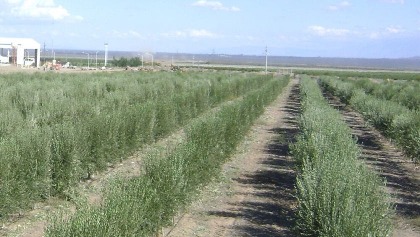 En La Rioja, fabricarán pellets de residuo de olivo para la industria y también para calefaccionar hogares
