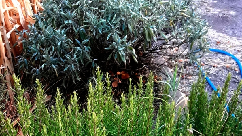 Múltiples funciones de las plantas aromáticas