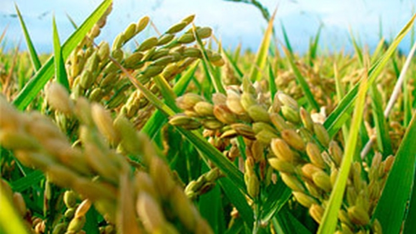 Se cosechó el 30% del área arrocera, con rinde promedio de 7.295 kg/ha