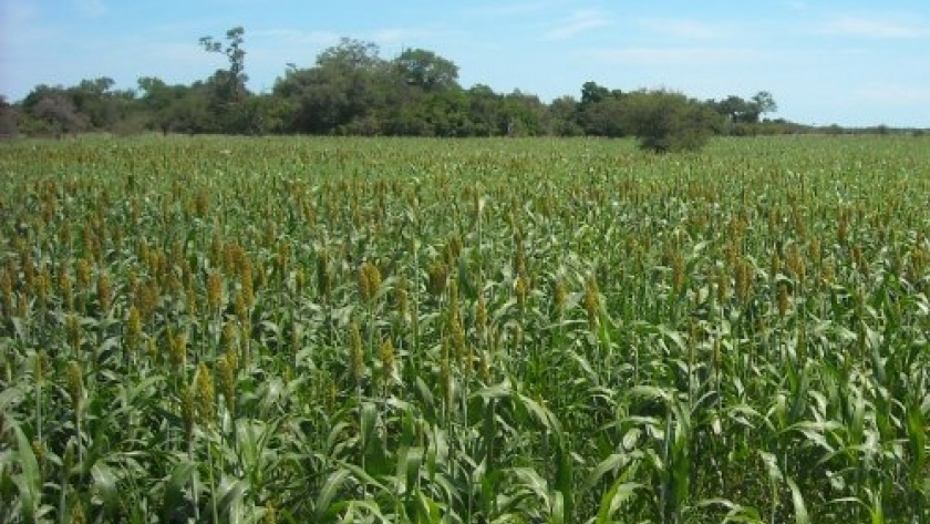 Entre Ríos: cayó a un 80% la buena condición del sorgo implantado