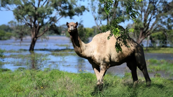 Australia lucha contra una plaga silenciosa: la expansión descontrolada de camellos salvajes