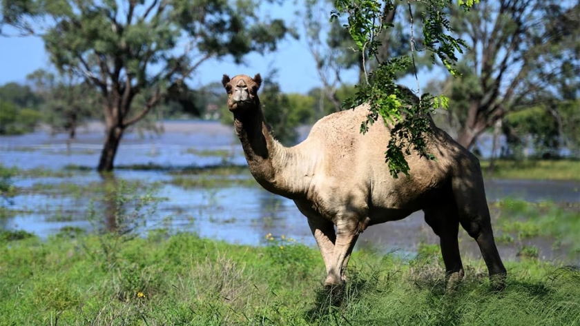 Australia lucha contra una plaga silenciosa: la expansión descontrolada de camellos salvajes