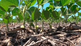 Alerta en Brasil por enfermedad desconocida que pudre los cultivos
