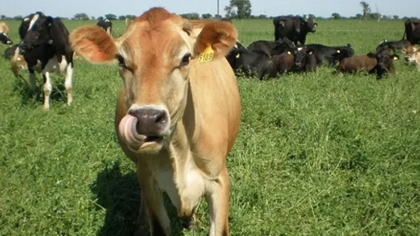 Rodeos cruza: una alternativa para el día que se pague por la calidad de la leche