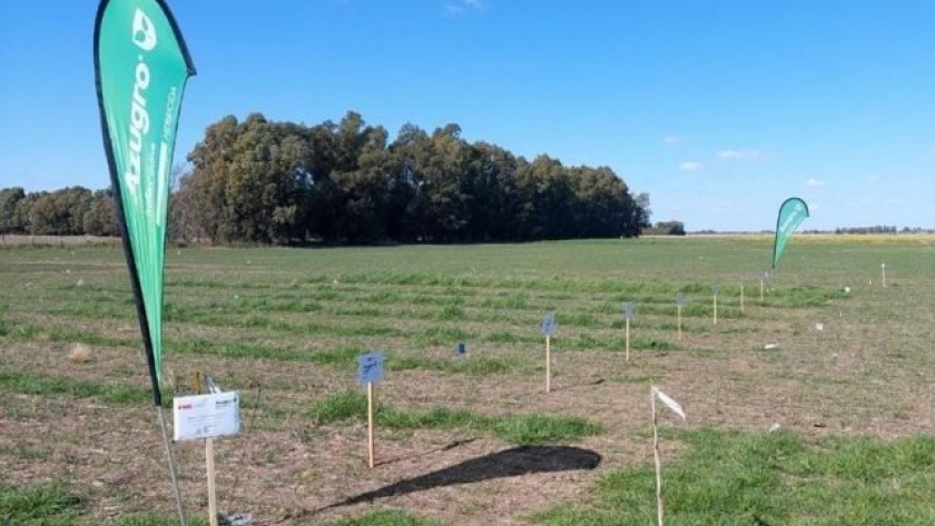 Lanzan herbicida para el control de ryegrass en trigo