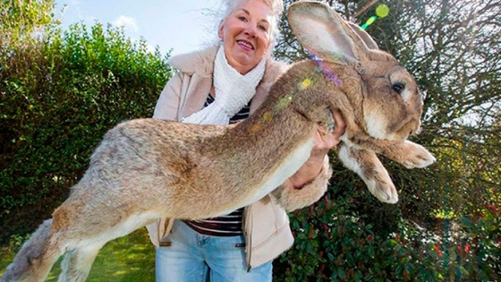 El conejo más grande del mundo, pesa 22kg