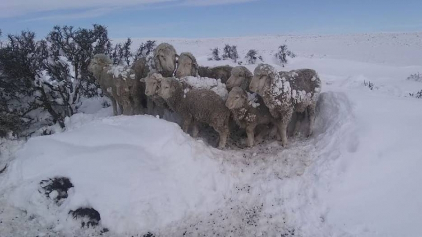 CRA mostró su preocupación por las fuertes nevadas en la Patagonia